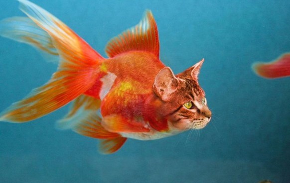 Cat fish