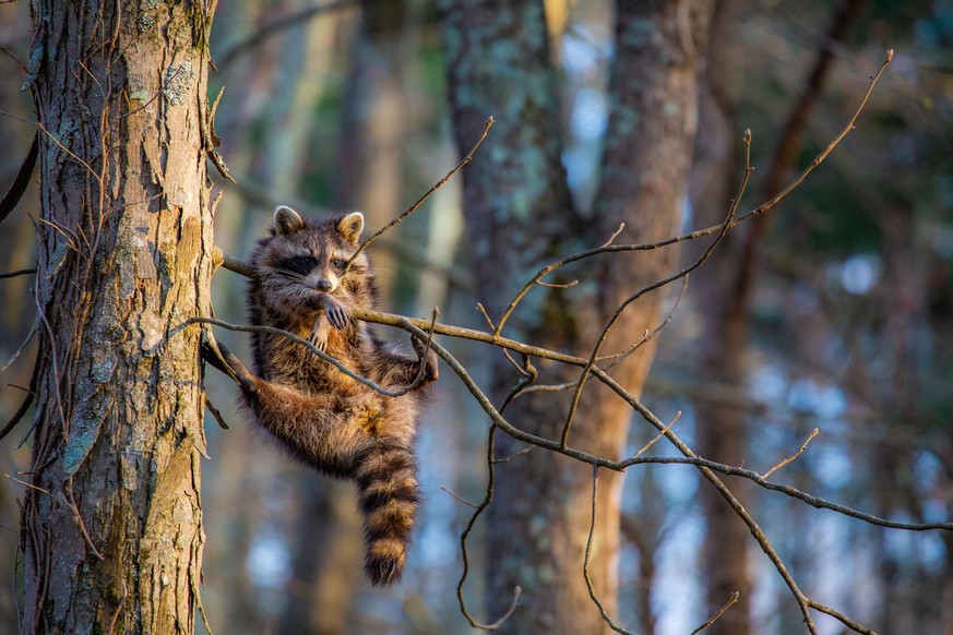 The Comedy Wildlife Photography Awards 2020
Jill Neff
Jackson
United States
Phone: 
Email: 
Title: Just Chillin&#039;
Description: This is actually an exhausted raccoon that can barely hold on after b ...