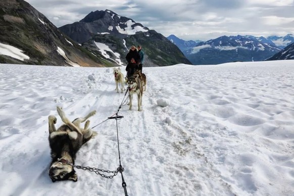 Reifenpanne in Alaska, Husky
Cute News
https://iwastesomuchtime.com/93852