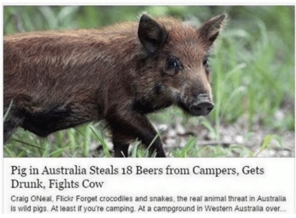 Schwein in Australien
Cute News
https://me.me/i/20192384