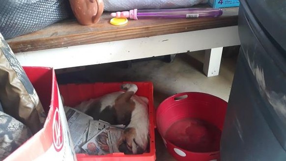 Hund in einer Box.