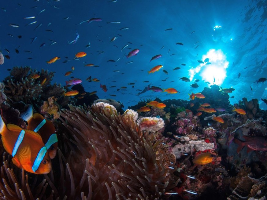 Der Inselstaat Palau will mit einem Verbot bestimmter Sonnencremes seine Korallen schützen. Im Bild Korallem des Great Barrier Reef in Australien. (Themenbild)