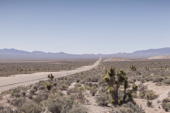 Area 51: Joshua trees beside Highway 375, the Extraterrestrial Highway, Nevada. On the left is the mountain range which separates the public highway from Nellis airbase.