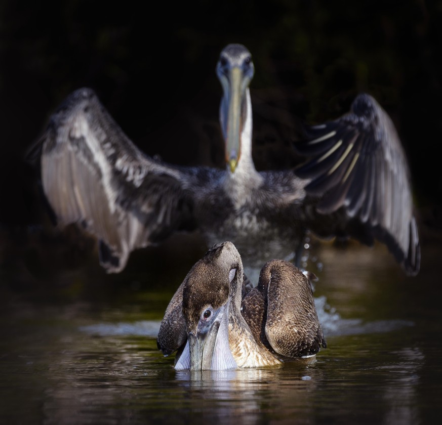 The Comedy Wildlife Photography Awards 2020
Vicki Jauron
Downingtown
United States
Phone: 
Email:
Title: Abracadabra!
Description: A pelican appears to be putting a magic spell on the one in front of  ...