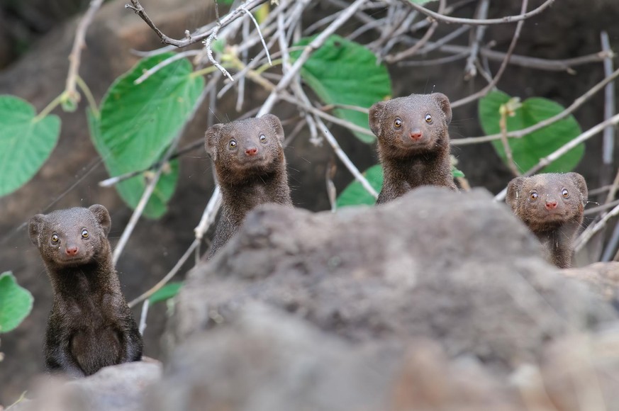 The Comedy Wildlife Photography Awards 2020
Asaf Sereth
Kfar Menachem
Israel
Phone: 
Email: 
Title: Surprise Smiles
Description: While walking on trail at the southern side of lake Bogoria the photogr ...