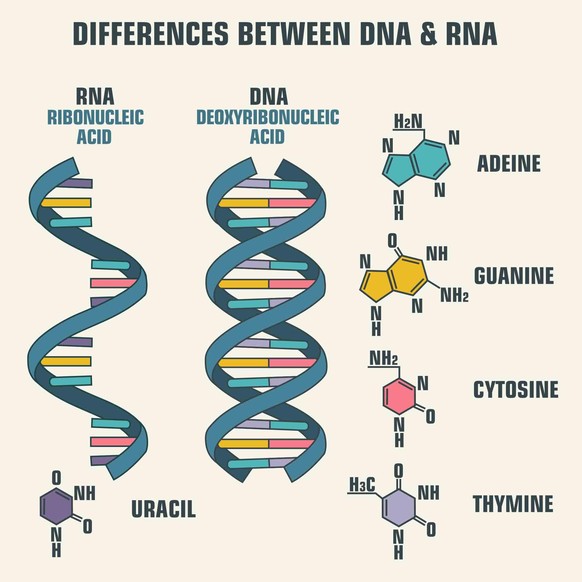 Der Unterschied zwischen DNA und RNA.