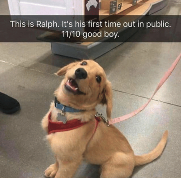 Hund Ralph
Cute News
https://me.me/i/20673992