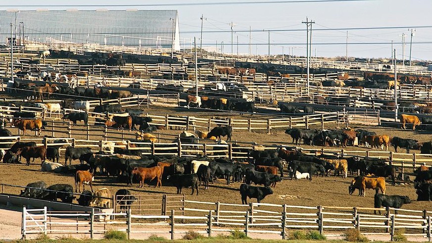 Ingalls, Kansas, USA, 24th October, 2014 Ingalls Feed Yard.is a feedlot type of animal feeding operation which is used in intensive animal farming for finishing livestock, notably beef cattle.