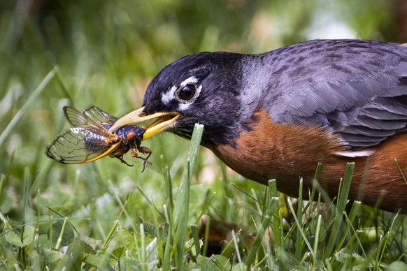 epa09207776 An American Robin chomps down a newly-emerged Brood X periodical cicada in Washington, DC, USA, 17 May 2021. After molting, the cicada&#039;s body dries and darkens then the 17-year-old bu ...