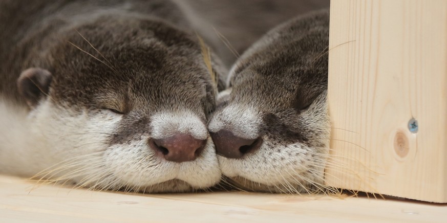 Otten schlafen
Cute News
https://imgur.com/gallery/wmatD