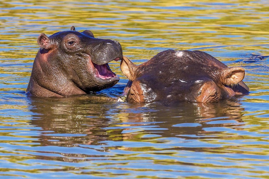 The Comedy Wildlife Photography Awards 2020
Manoj Shah
NAIROBI
Kenya
Phone: 
Email: 
Title: Laughing Hippo
Description: The baby hippo whispered to the mother&#039;s ear: &quot; I had a wonderful drea ...