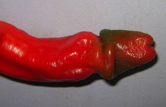 http://www.deathandtaxesmag.com/254423/penis-peppers-and-vulva-flowers-are-all-the-rage-in-barcelona/ penis peperoni