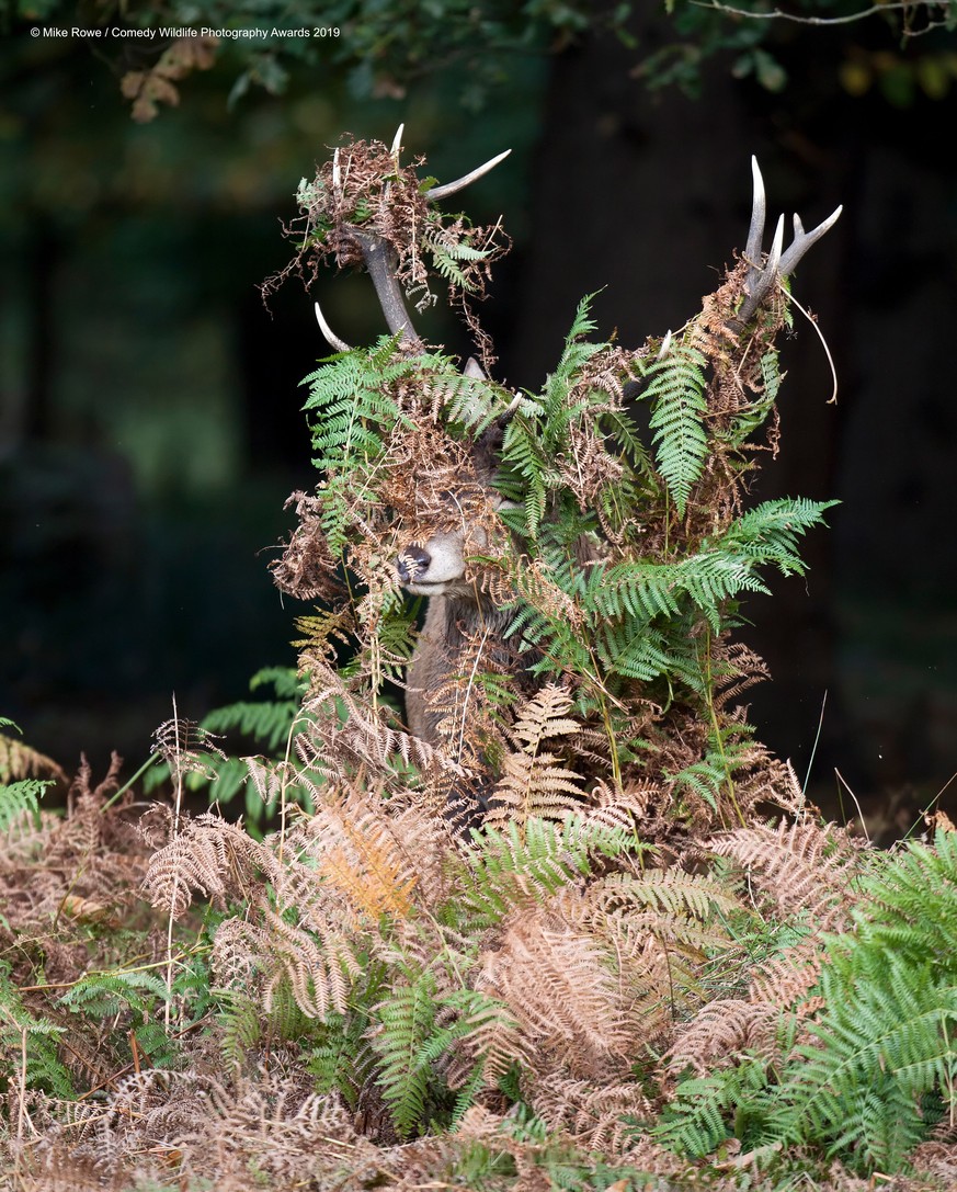 The Comedy Wildlife Photography Awards 2019
Mike Rowe
Farnham
United Kingdom
Phone: 07790 225268
Email: mikerowephoto@outlook.com
Title: Deer - What Deer?
Description: Shooting the Red Deer rut in Ric ...