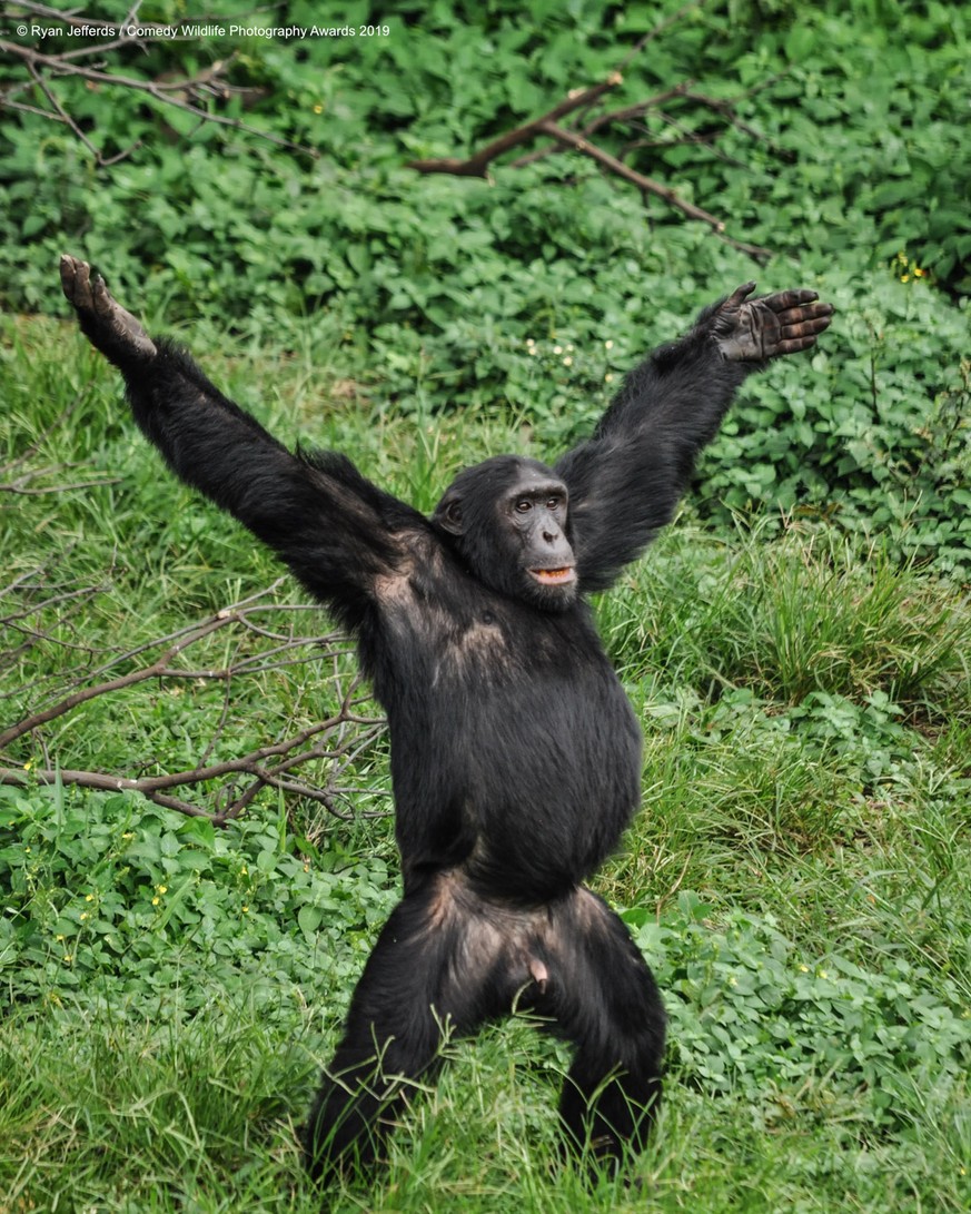 The Comedy Wildlife Photography Awards 2019
Ryan Jefferds
Houston
United States
Phone: 8595127028
Email: ryanjefferds@gmail.com
Title: I&#039;m Open!
Description: This chimpanzee was waving his arms a ...