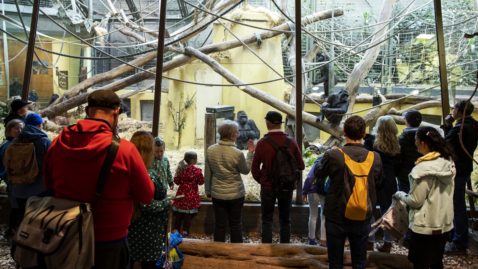 Menschen beobachten die Gorillas im Zoo Zuerich am Samstag, 6. Juni 2020. Der Zoo Zuerich ist ab heute wieder geoeffnet. (KEYSTONE/Alexandra Wey)