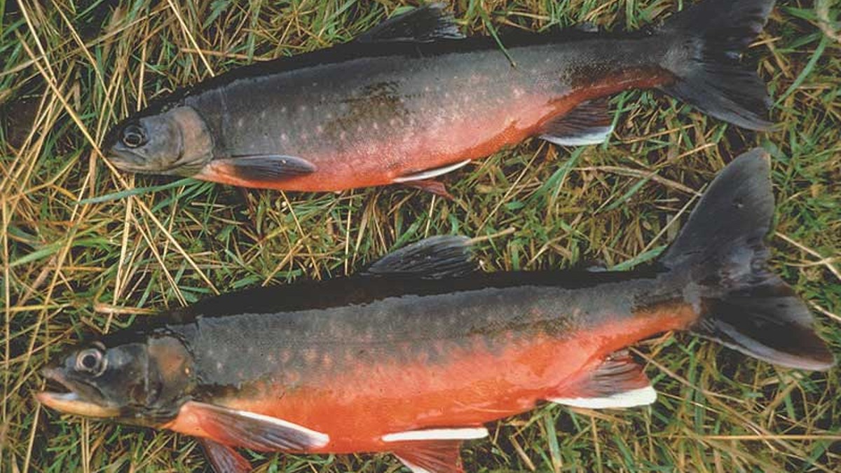 Dieser Fisch War Ausgestorben Und Ist Jetzt Uberraschend Im Bodensee Wieder Aufgetaucht Watson