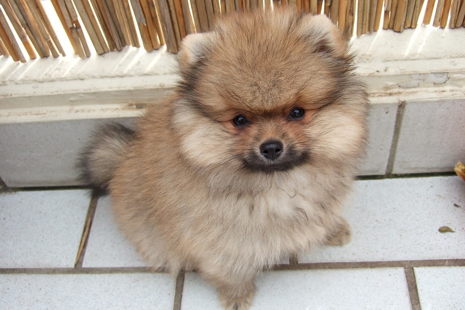 Dumme Hunde