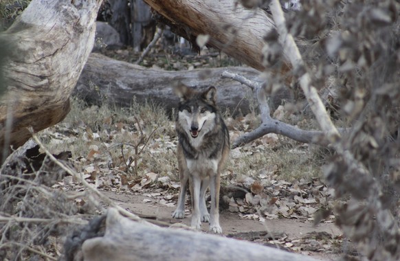 This Jan. 15, 2021 image provided by the ABQ BioPark shows a male endangered Mexican gray wolf named Ryder at the zoo in Albuquerque, N.M. It is part of a pack that has been transported to Mexico for  ...