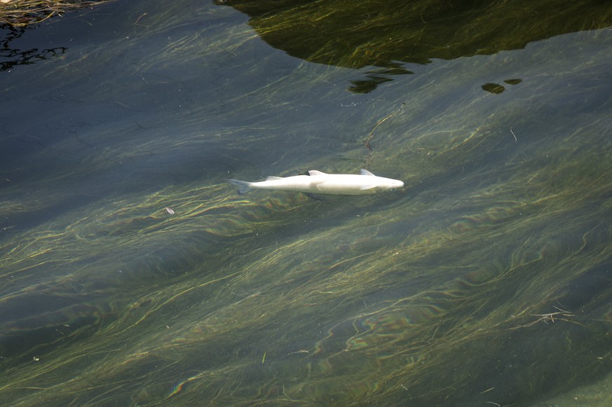 A dead fish swims on the water surface of the Rhine, on Monday, 6 August 2018, in Schaffhausen, Switzerland. A mass death of fish hast started in the Rhine. Especially the cold-loving grayling suffer  ...