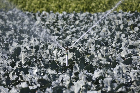 Eine Bewaesserungsanlage spritzt Wasser auf einen Acker mit Brokkoli, am Dienstag, 21. Juli 2015, bei Kerzers. Aufgrund der Hitzewelle muessen viele Landwirte in der Schweiz ihre Felder mehr als gewoh ...