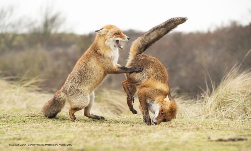 The Comedy Wildlife Photography Awards 2019
Alastair Marsh
Ripon
United Kingdom
Phone: 07771906257
Email: allymarsh_29@hotmail.com
Title: Waltz Gone Wrong
Description: I spent a few days at a well kno ...