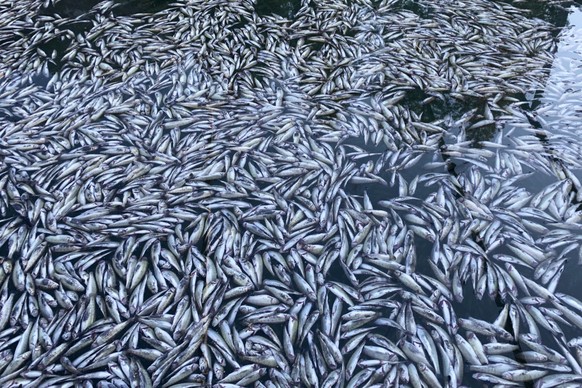 HANDOUT --- Tote Forellen liegen im Wasser im Blausee, undatiert. In der Fischzucht des bekannten Ausflugsziels Blausee im Berner Kandertal ist es laut den Betreibern in letzter Zeit wiederholt zu mas ...