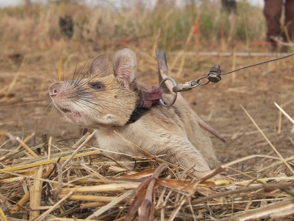 epa08696117 An undated handout photo made available by APOPO charity shows African giant pouched rat Magawa in Siem Reap, Cambodia, issued 25 September 2020. The landmine-detecting rat became the firs ...