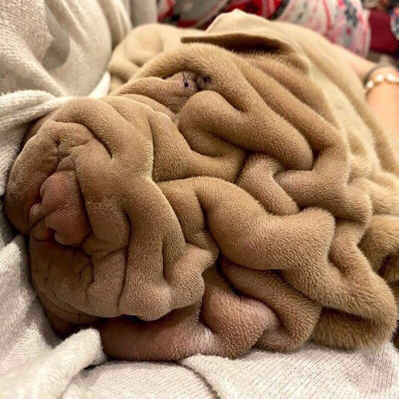 Und zwar ein Shar Pei.