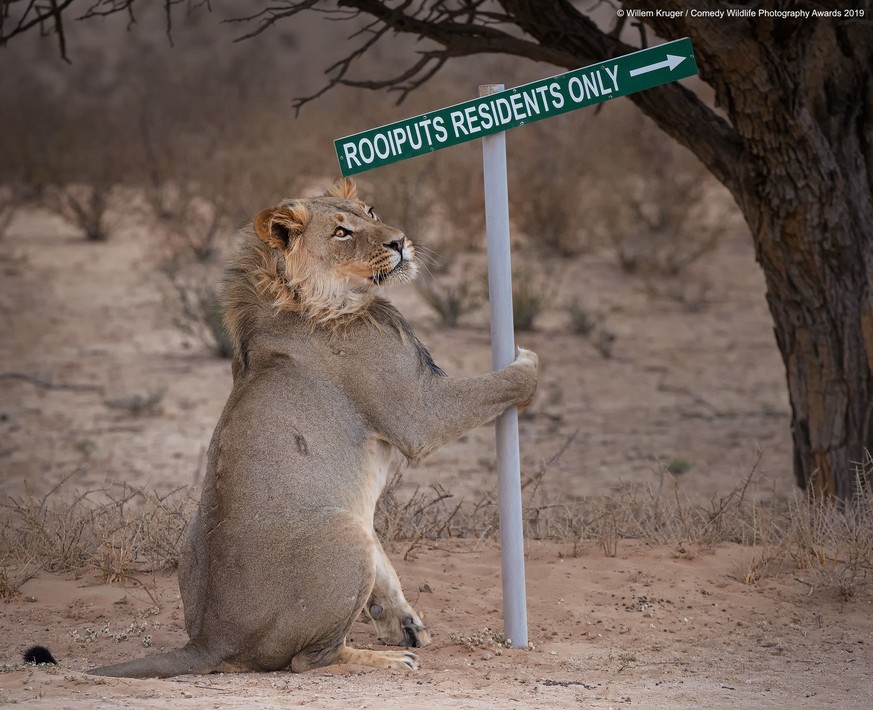 The Comedy Wildlife Photography Awards 2019
Willem Kruger
Bloemfontein
South Africa
Phone: 27834440269
Email: whk139@gmail.com
Title: Lion take away
Description: This image portrayed a young male lion ...