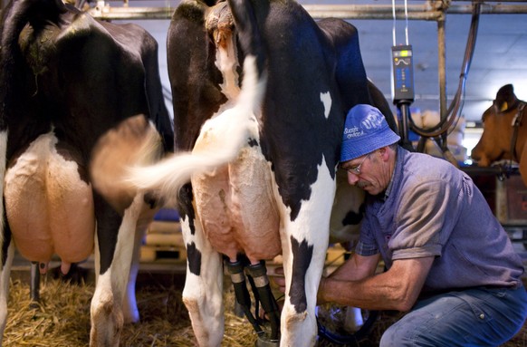 Ein Bauer schliesst seine Kühe an die Melkmaschine an.