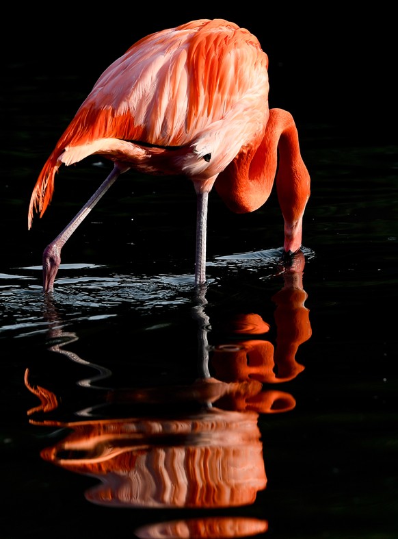 epa07334032 A flamingo pictured in the zoo of Dresden, Germany, 31 January 2019. Flamingos live in colonies and feed off shrimp and algae. The name for the wading bird species derives from the Spanish ...