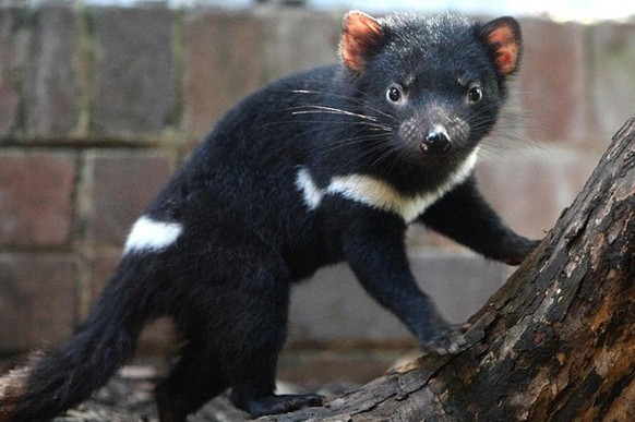 Tasmanischer Teufel.
Cute News
http://imgur.com/gallery/yISrErC