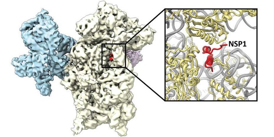 Das Virusprotein NSP1 (rot) lagert sich an das Ribosom (weiss und blau) an und hemmt dadurch die Produktion von Proteinen der menschlichen Zelle.