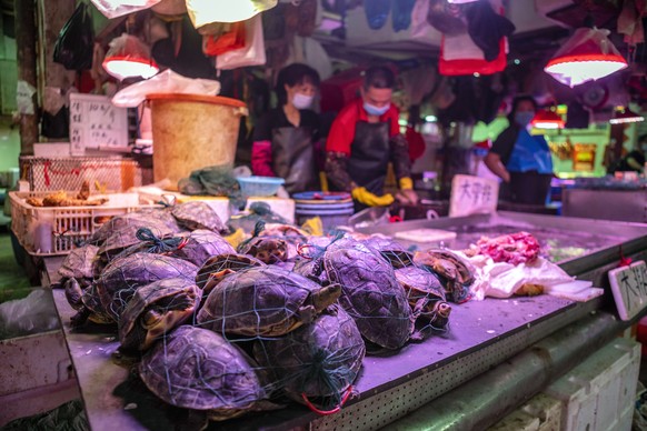 epa08400771 A vendor wearing a mask sells live turtles on Xihua Farmer&#039;s Market in Guangzhou, Guangdong province, China, 04 May 2020. After the coronavirus Covid-19 outbreak China brought new reg ...