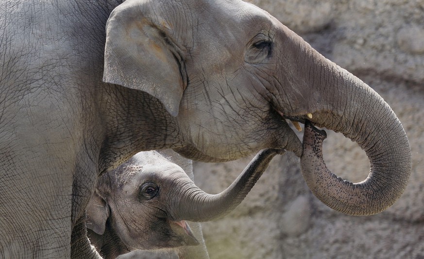 Geburtstagskind Omysha, links, mit Schwester Chandra, rechts, im Elefantenpark des Zoo Zuerich am Mittwoch, 17. Juni 2015. Vor genau einem Jahr ist Omysha im Kaeng Krachan Elefantenpark des Zuercher Z ...