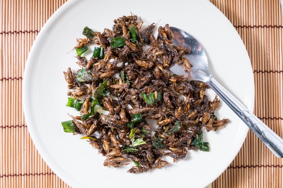 insekten insects insect insekt essen food grillen mehlwürmer grillen