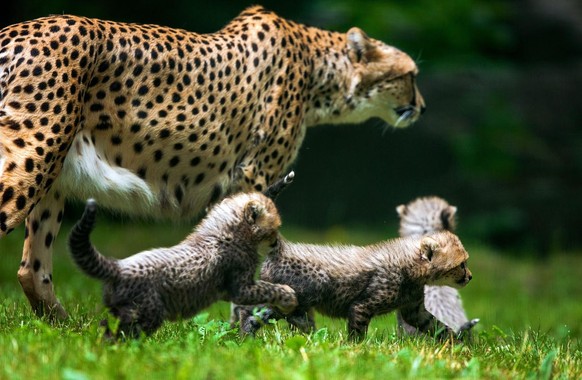 epa04800745 Baby cheetahs, along with their mother, explore an open-air enclosure for the first time at the zoo in Rostock, Germany, 15 June 2015. EPA/JENS BUETTNER