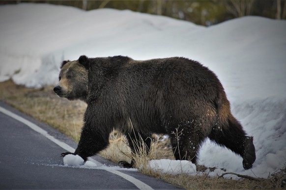 In this undated photo provided by the U.S. Fish and Wildlife Service is a grizzly bear just north of the National Elk Refuge in Grand Teton National Park, Wyo. Grizzly bears are slowly expanding the t ...