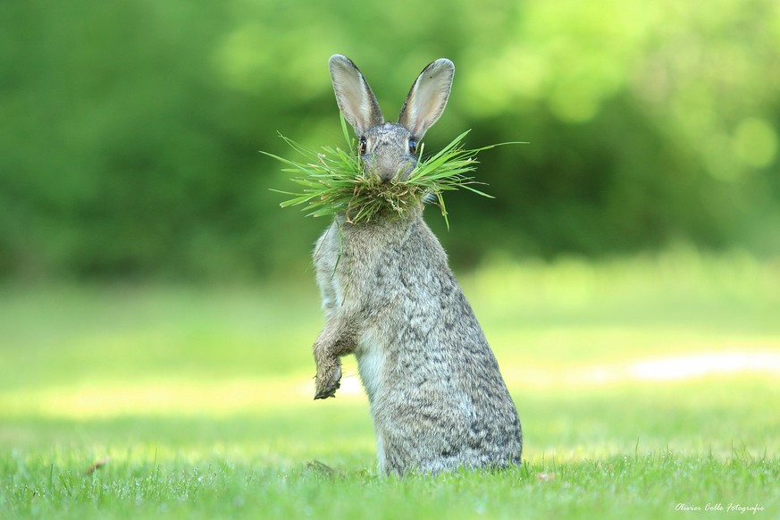 The Comedy Wildlife Photography Awards 2017
Olivier Colle
Bredene
Belgium

Title: Eh, What&#039;s up doc ?
Caption: Olivier Colle
Description: This wild rabbit is collecting nesting material. I was wa ...
