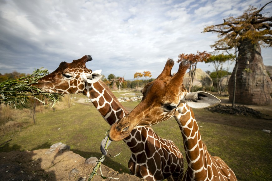 Giraffen werden gefuettert in der Lewa Savanne im Zoo Zuerich, aufgenommen am Mittwoch, 21. Oktober 2020. Die Giraffe ist mit bis zu sechs Metern Hoehe das hoechste Saeugetier der Welt. (KEYSTONE/Alex ...