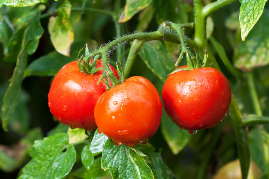 Im Mittelalter in Europa noch nicht auf dem Speisezettel: Tomaten.