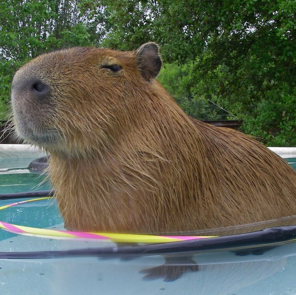 Capybara

http://imgur.com/gallery/7ZsSf