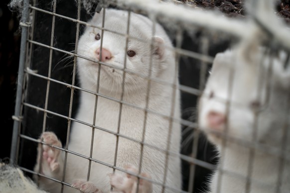 FILE - In this file photo dated Friday Nov. 6, 2020, mink look out from a pen on a farm near Naestved, Denmark. Danish Prime Minister Mette Frederiksen has appointed Thursday Nov. 19, 2020, a new agri ...