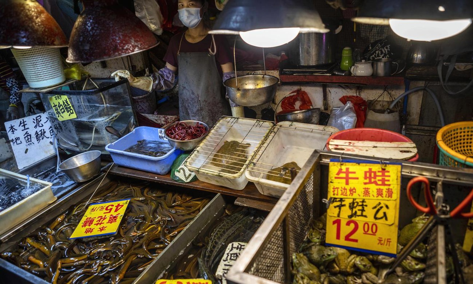 epa08400755 Live frogs on display at Xihua Farmer&#039;s Market in Guangzhou, Guangdong province, China, 04 May 2020. After the coronavirus Covid-19 outbreak China brought new regulations for the trad ...
