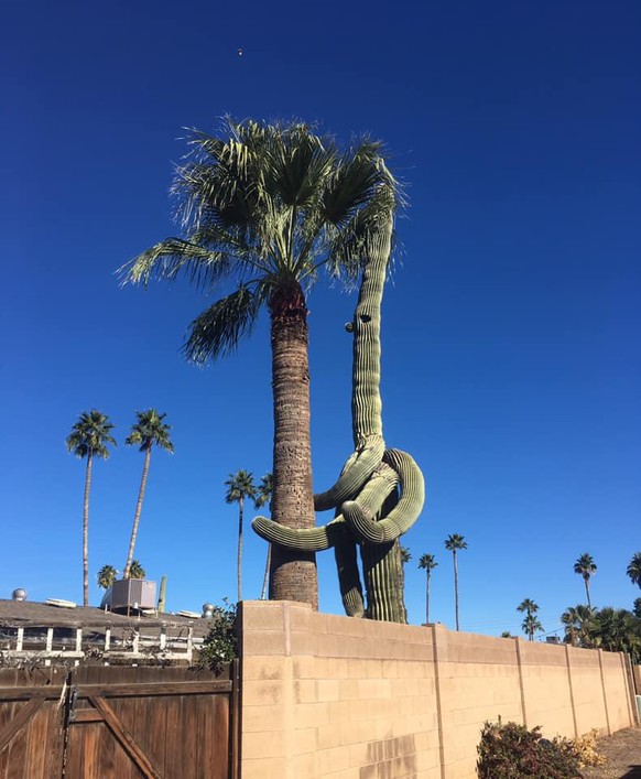 saguaro kakteen palme scottsdale arizone USA