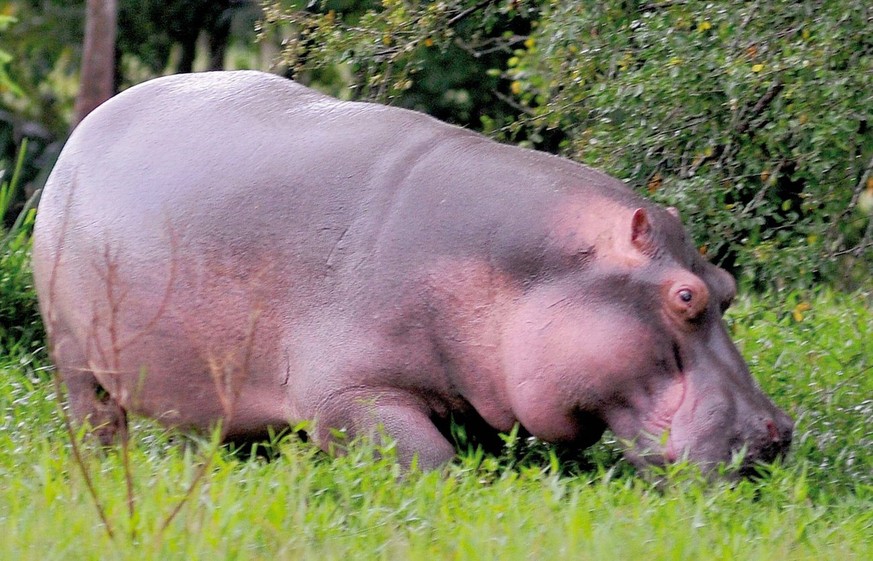 epa01792664 A handout photo provided by the Don Juan Magazine on 12 July 2009 shows one of the hippopotamus imported by late Colombian drugdealing boss, Pablo Escobar, to his famous farm called &#039; ...