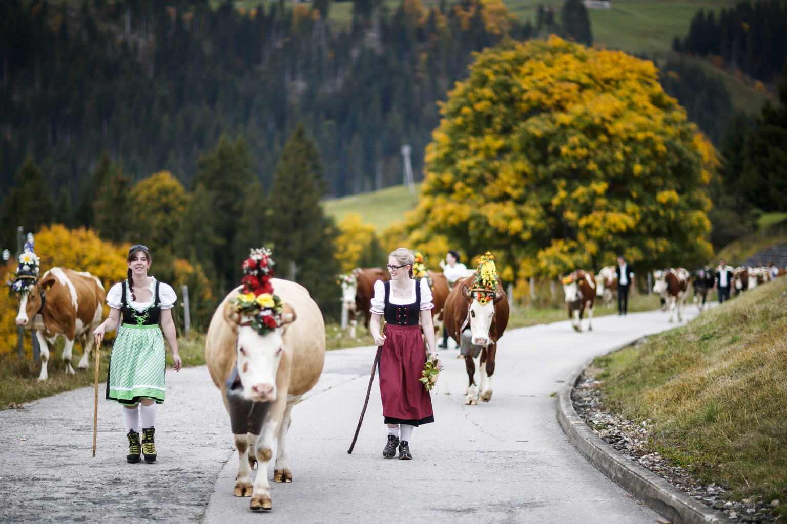 Women help guiding the 46-cow herd of the Favre family during to the alp descent, so-called &quot;desalpe&quot; in French, towards the village of l&#039;Etivaz, Switzerland, Saturday, September 30, 20 ...