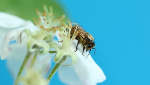 Eine Honigbiene mit einem RFID-Chip.&nbsp;
