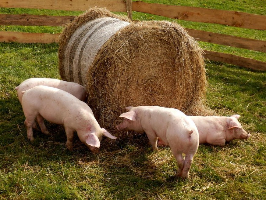 Nur Schweine, die ins Freie können, sind glückliche Schweine. Hier Bio-Schweine.