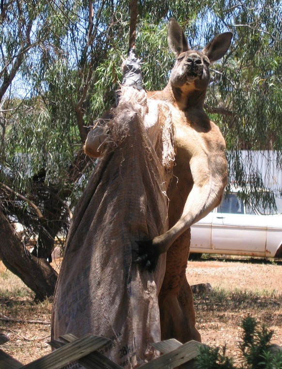 Känguru
Cute News
https://www.reddit.com/r/photoshopbattles/comments/29p1ul/this_badass_7ft_tall_red_kangaroo/